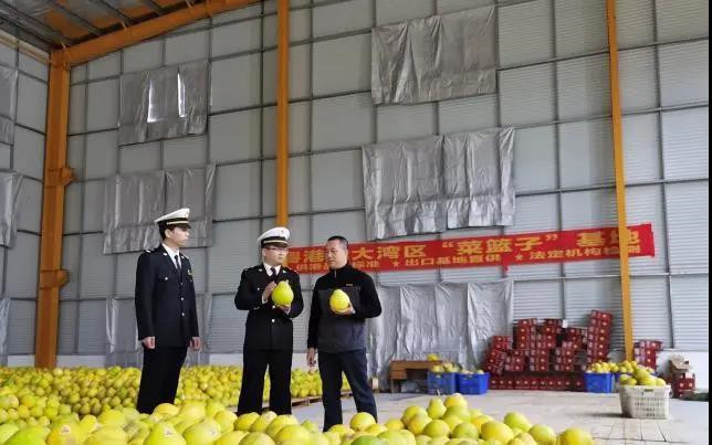 海关关员对出口柚子进行现场检验检疫