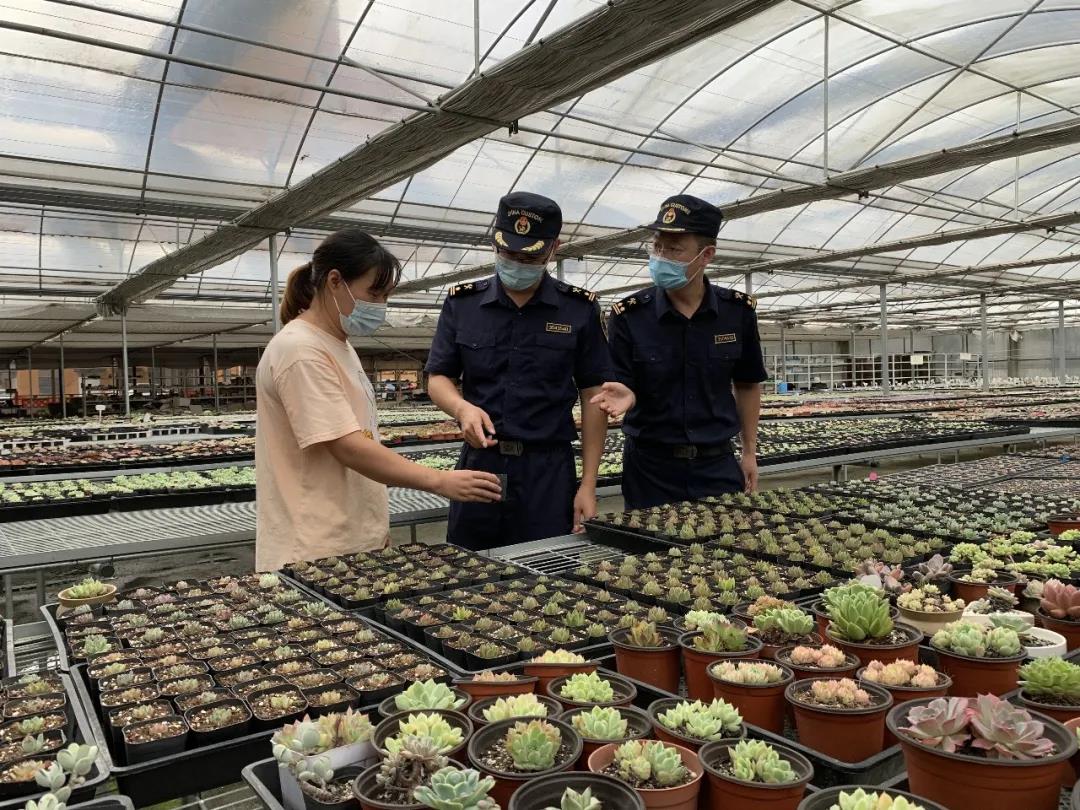 多肉出口手续及要注意的问题