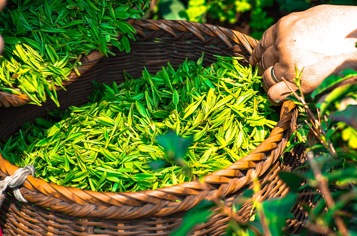 欧盟茶叶农药残留标准