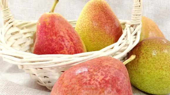 进口南非鲜梨植物检疫要求