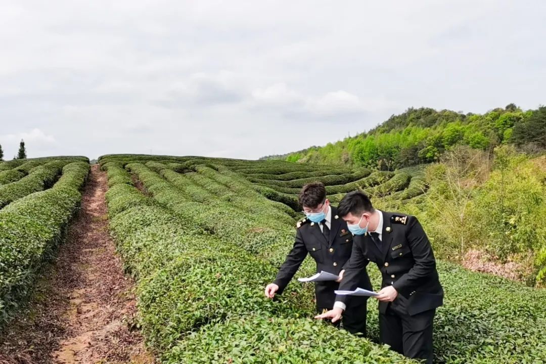 茶叶出口欧盟农残标准