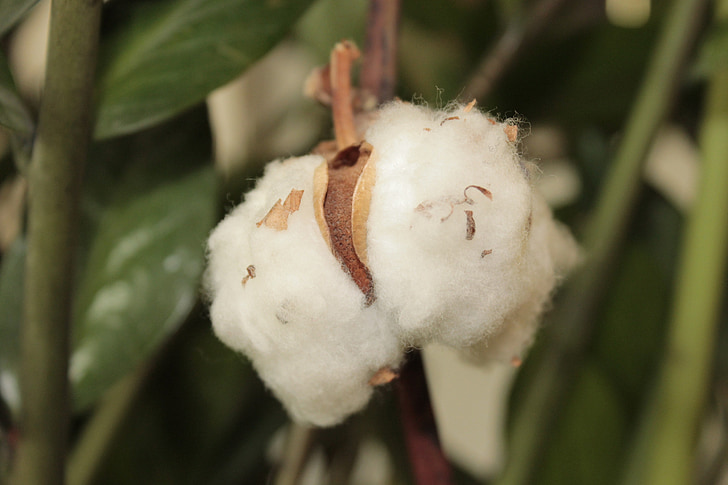 进口棉花需要什么许可证，关税及配额详解