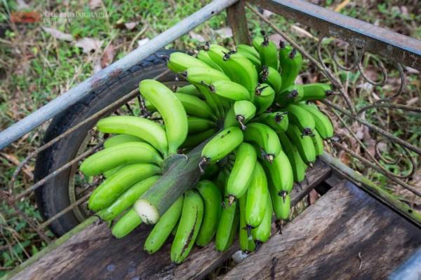 进口印度尼西亚香蕉检验检疫规范及包装要求