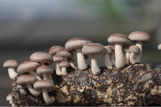 出口食用菌各国准入要求及条件