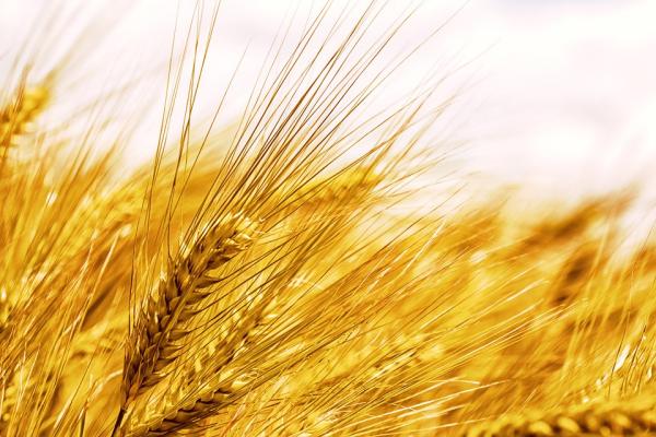 进境粮食加工存放企业备案办理流程
