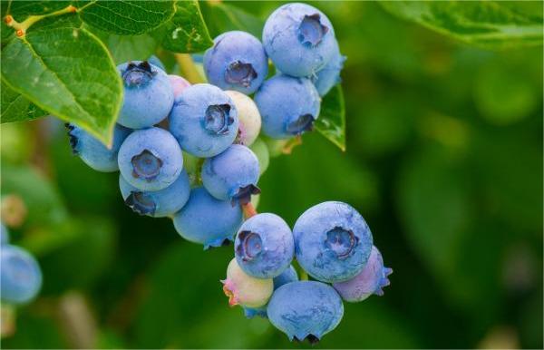 进口波兰鲜食蓝莓植物检疫要求