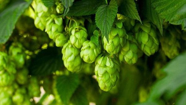 英国修订啤酒花及其制品进口标准